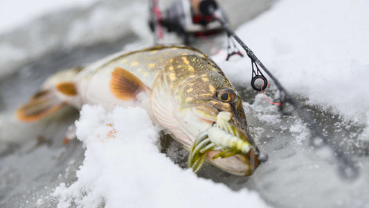 The Winter Angler's Secret Weapon: Why the Ned Rig Reigns Supreme